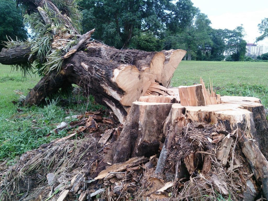tree after being cut down