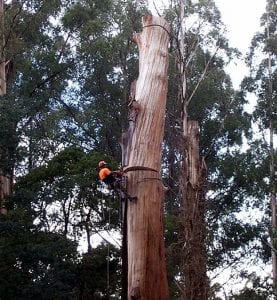 worker removing tree trunk