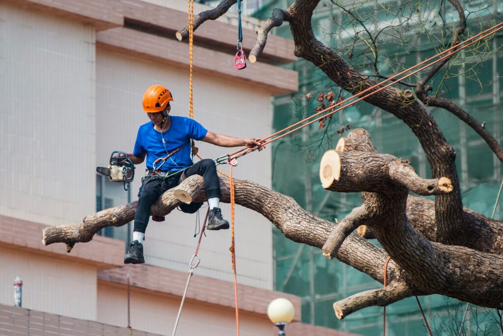 Tree cutter using a chainsaw to prune branches while secured with ropes