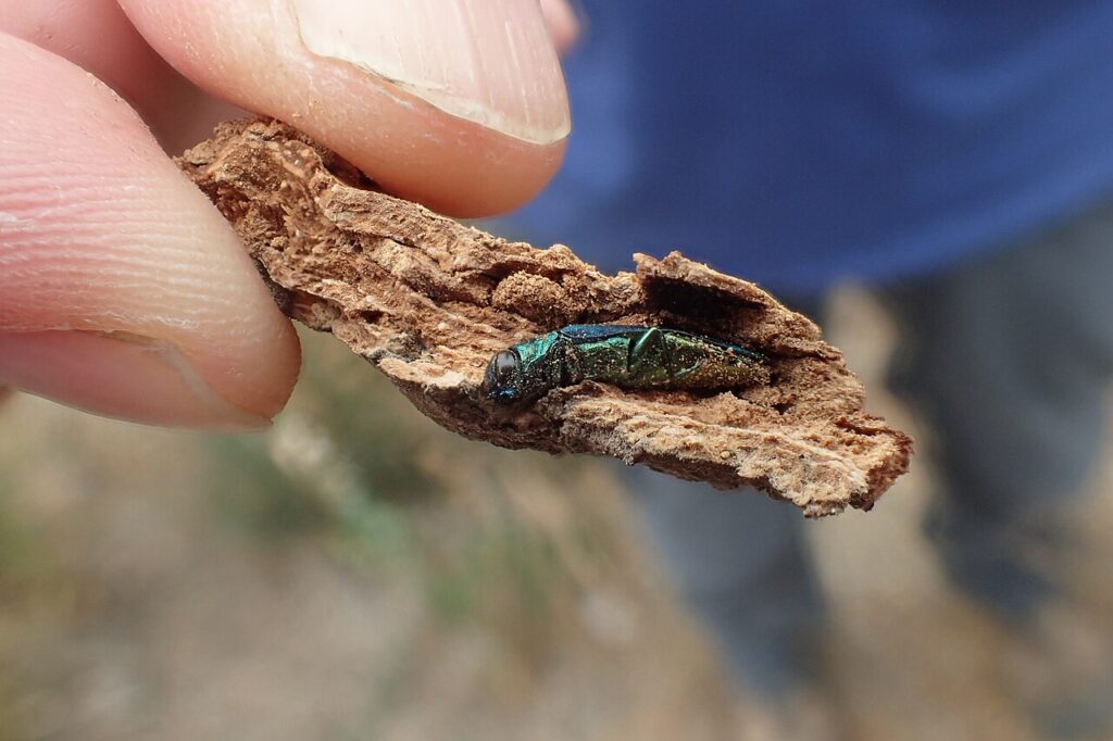 Emerald Ash Borer Lexington KY