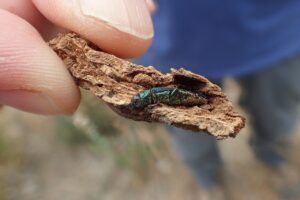 Emerald Ash Borer Lexington KY
