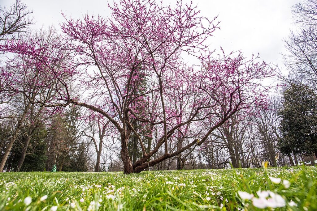 Eastern Redbud Tree at Ashland, The Henry Clay Estate in Lexington, Kentucky