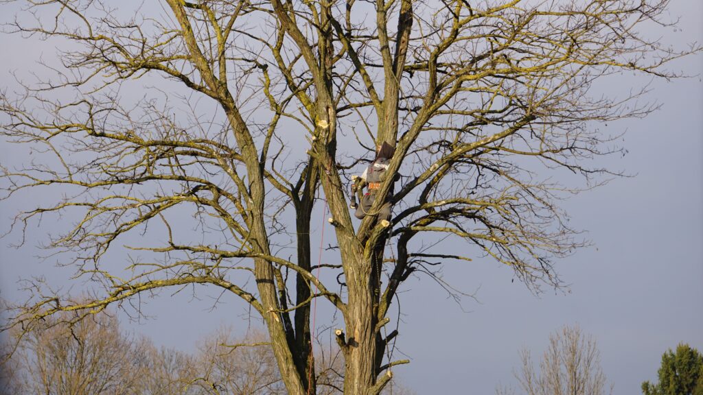 An arborist expertly climbs a tall bare tree on a clear winter day