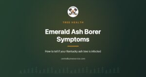 Central Ky Tree Service article cover: Emerald Ash Borer Symptoms, how to tell if your Kentucky ash tree is infected.