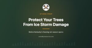 Central Ky Tree Service article cover: Protect Your Trees From Ice Storm Damage, before Kentucky freezing rain season opens.