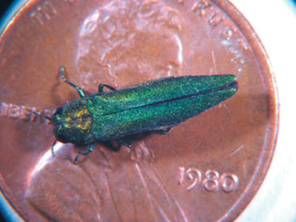 Adult emerald ash borer beetle on a penny for scale
