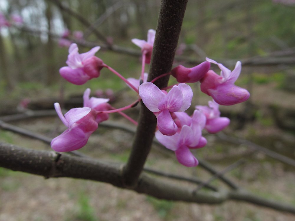 Pink eastern redbud flowers blooming along a branch in spring