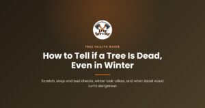 Central Ky Tree Service cover image reading How to Tell if a Tree Is Dead, Even in Winter