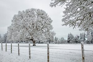 Large oak tree in winter with its leaves down and full branch structure visible