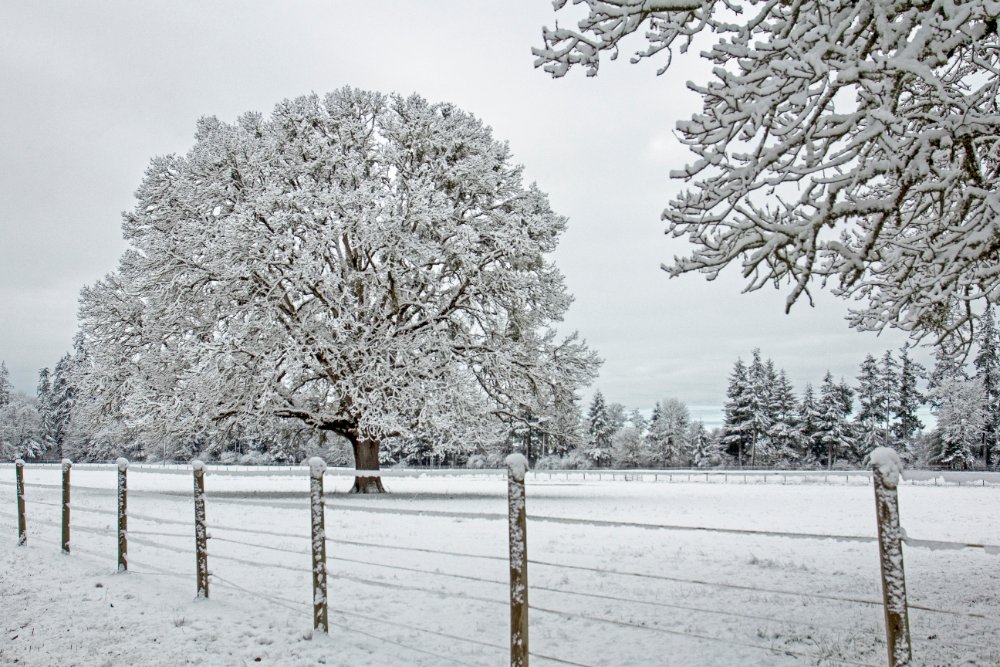 Large oak tree in winter with its leaves down and full branch structure visible