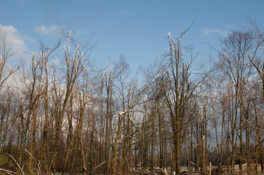 Rows of trees with snapped tops and broken limbs in Eddyville, Kentucky after the 2009 ice storm